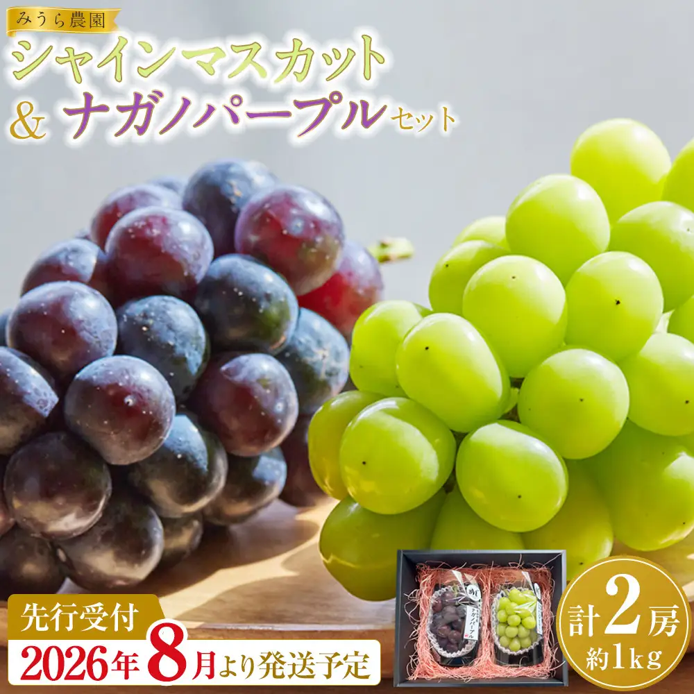 【2026年発送分先行予約】シャインマスカット／ナガノパープル セット（各1房・計2房 約1kg）【2026年9月上旬以降順次】｜シャインマスカット ナガノパープル ぶどう 葡萄 宮城県角田市 フルーツ 果物 セット