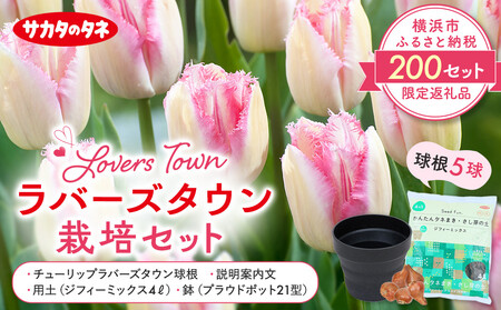 横浜限定チューリップ　ラバーズタウン栽培セット　株式会社サカタのタネ |  花 園芸 ガーデニング 庭 ベランダ 家庭 種苗 チューリップ  AOK0001