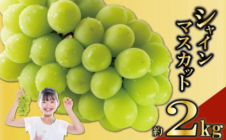 先行予約 シャインマスカット 2kg (2～5房)  2026年8月末から発送
