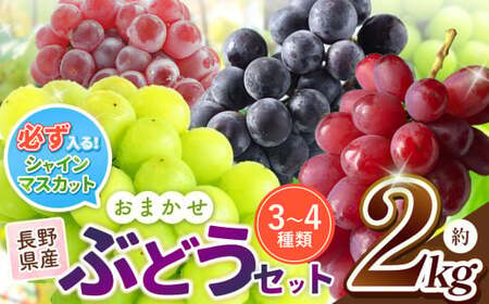 【2026年先行予約】 農家さん応援！！訳あり【ご家庭用】 シャインマスカット の 入った お任せ ブドウ セット【9月下旬頃～発送予定】