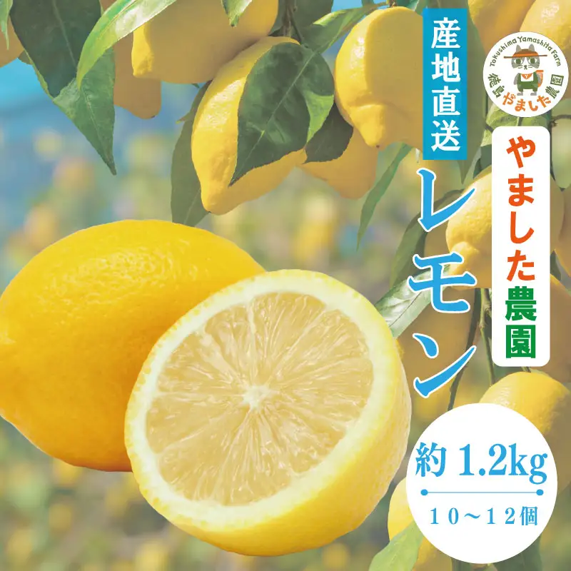 【2026年10月順次発送】 レモン 1.2kg (10or12個) れもん 檸檬 柑橘 フルーツ 