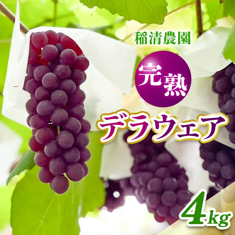 【2026年先行予約】数量限定 デラウェア4kg（20房前後）6月下旬～7月下旬発送｜特選 期間限定 ぶどう 葡萄 フルーツ 果物 くだもの 人気 贈答用 ギフト 先行予約 種なし 旬 新鮮 家庭用 プレゼント 送料無料 贅沢 甘い