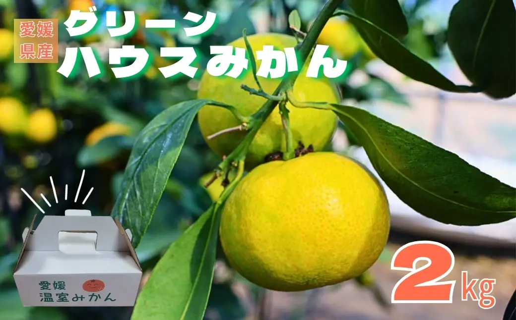 【2026年先行予約】みかん 愛媛 グリーンハウスみかん 温室みかん 2kg 【8月上旬から順次発送予定】 夏 数量限定 柑橘 フルーツ 伊予市｜B441