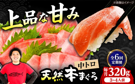 【全6回定期便】たね熟天然本まぐろ中トロ(320g)[AOCE032]マグロ