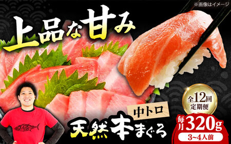 【全12回定期便】たね熟天然本まぐろ中トロ(320g)[AOCE033]マグロ