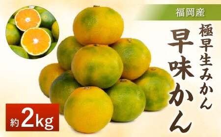 福岡県産 極早生みかん 早味かん 約2kg みかん ミカン フルーツ 果物 国産【2026年9月上旬～9月下旬発送予定】
