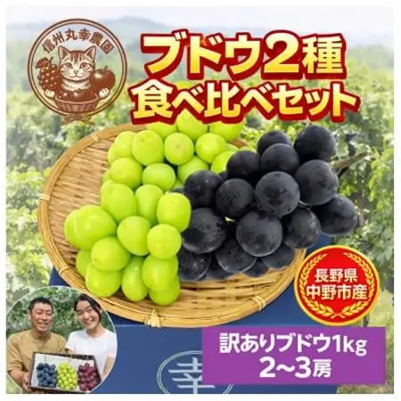 長野県中野市産のぶどう　2種食べ比べセット　計1kg(2～3房)【配送不可地域：離島】【1609757】