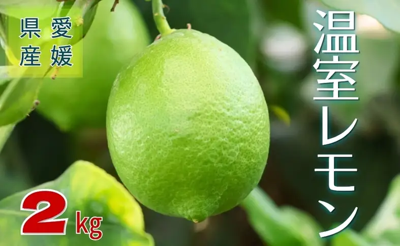【2026年先行予約】レモン グリーンレモン 愛媛 温室レモン ハウスレモン 2kg 【8月上旬から順次発送予定】 数量限定 檸檬 柑橘 フルーツ ビタミン 国産 伊予市｜C132