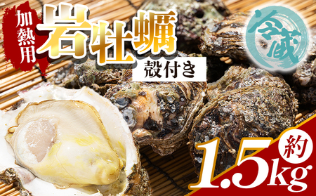 岩牡蠣 1.5kg かき えび蔵 牡蠣 加熱用 eb-0033