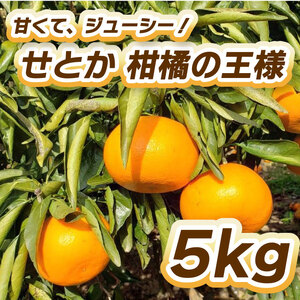 【2027年2月中旬頃から順次発送】せとか(瀬戸香)柑橘の王様 5㎏  柑橘 果物 フルーツ せとか みかん 松山市 愛媛県 【TF005_x】