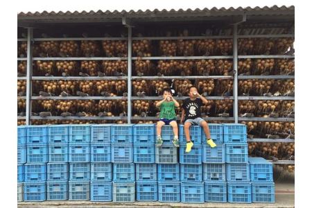 淡路島 農家直送完熟新玉ねぎ　◆配送4月末～