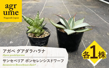 サンセベリア ボンセレンシスドワーフ ＆ アガベ グアダラハラナ 各1株 sansevieria boncellensis dwarf ＆ Agave guadalajarana 長与町/アグリューム[EAI237] 