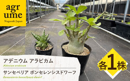 サンセベリア ボンセレンシスドワーフ ＆ アデニウム アラビカム 各1株 sansevieria boncellensis dwarf ＆ Adenium arabicum 長与町/アグリューム[EAI244] 