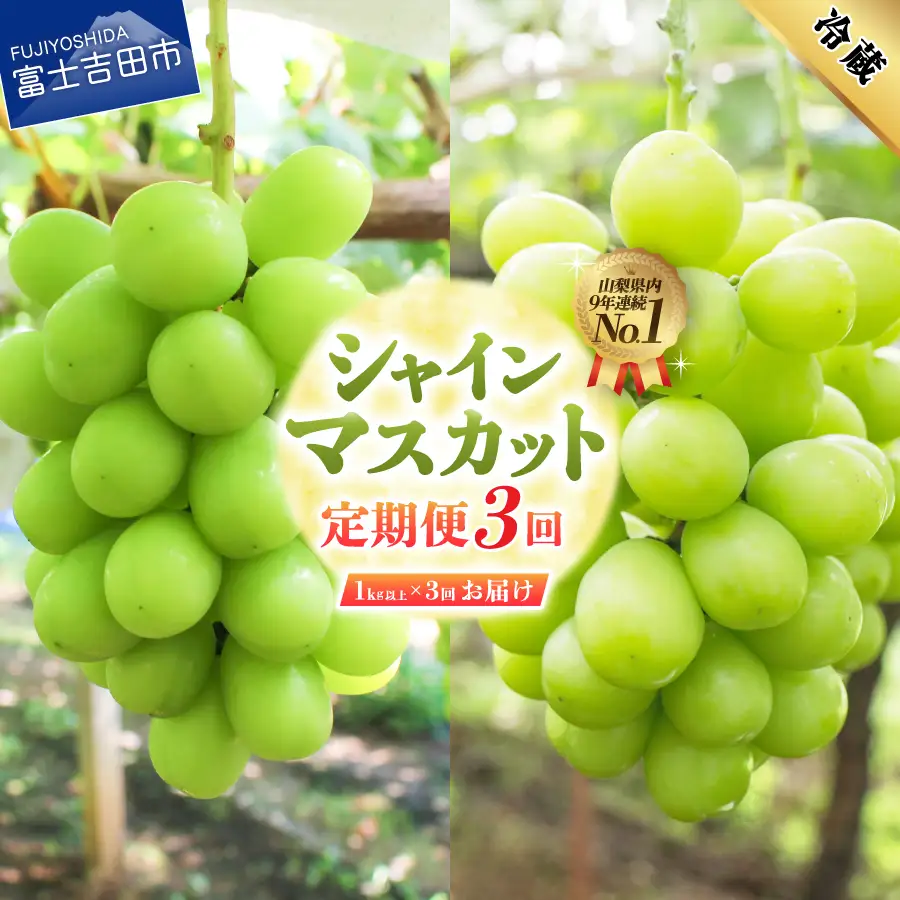 厳選シャインマスカット1kg以上×3回配送【2026年発送】シャインマスカット定期便