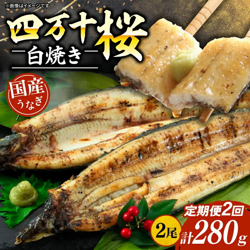 【通常用】【2回定期便】極上国産うなぎ四万十桜 白焼き約140g×2尾 白焼き