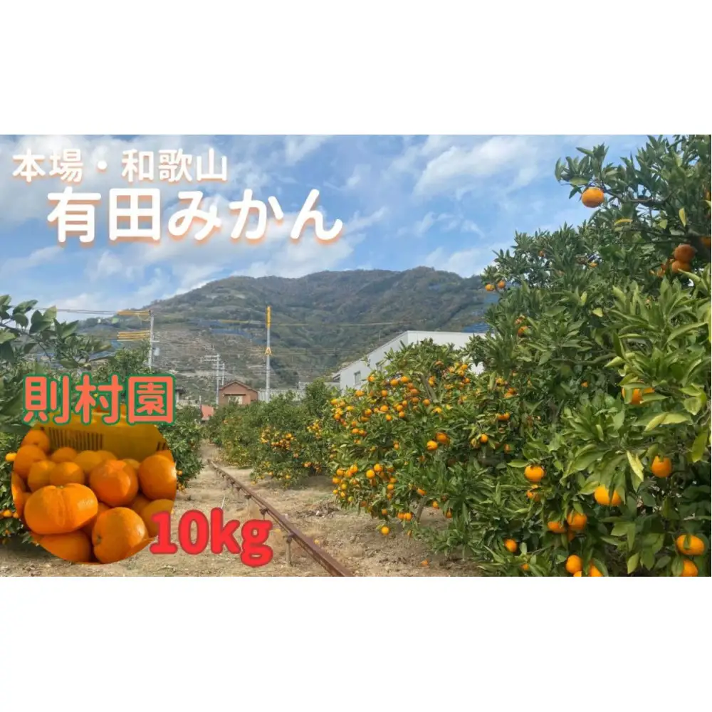則村園産 有田みかん 10kg 温州みかん みかん 蜜柑 甘い 甘いみかん 有田 有田川町 和歌山