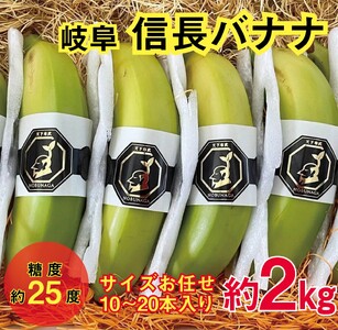 1042 天下布武信長バナナ　約2kg　サイズお任せ　国産　糖度25度前後　無農薬　無添加