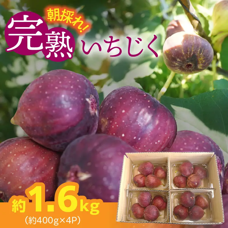 【ハウス栽培】朝もぎ フレッシュな完熟いちじく 碧南市 にいみ農園 フルーツ いちじく トマト農家 H031-006