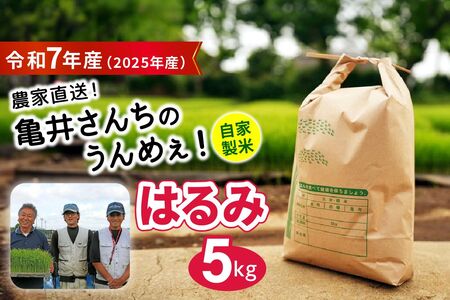 【精米】はるみ 5kg 令和7年産 伊勢原産 農家直送！亀井さんちのうんめぇ！自家製米 [0355]