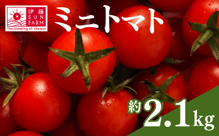 ミニトマト 約2.1kg 伊藤SUN FARM 《12月-7月上旬発送》千葉県 旭市 【ミニトマト】