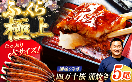 極上国産うなぎ四万十桜 蒲焼き5尾 たっぷり大サイズ / 国産 高知 四万十 うなぎ ウナギ 鰻 蒲焼き うな重 惣菜 贅沢 【有限会社もりた】[ATHE004]