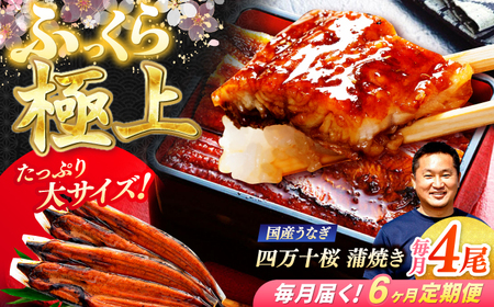 【6回定期便】極上国産うなぎ四万十桜 蒲焼き4尾 たっぷり大サイズ / 国産 高知 四万十 うなぎ ウナギ 鰻 蒲焼き うな重 惣菜 贅沢 【有限会社もりた】[ATHE011]
