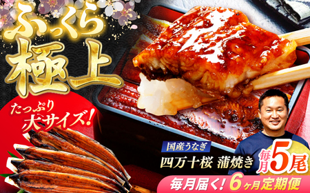 【6回定期便】極上国産うなぎ四万十桜 蒲焼き5尾 たっぷり大サイズ / 国産 高知 四万十 うなぎ ウナギ 鰻 蒲焼き うな重 惣菜 贅沢 【有限会社もりた】[ATHE012]