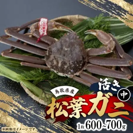 活　鳥取県産タグ付き松葉ガニ中1枚(600g～700g)【配送不可地域：離島・北海道・沖縄県・東北・関東・信越、北陸・東海・九州】【1536361】