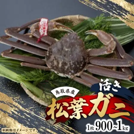 活　鳥取県産タグ付き松葉ガニ LL 1枚(900g～1kg)【配送不可地域：離島・北海道・沖縄県・東北・関東・信越、北陸・東海・九州】【1536363】