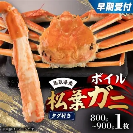 早期受付　鳥取県産タグ付きボイル松葉ガニ大1枚【2026/10/31までのお申込み分】【配送不可地域：離島・北海道・沖縄県】【1536364】