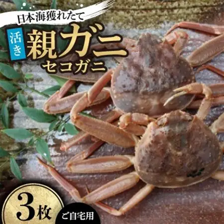 【先行予約】【活き】日本海獲れたて親ガニ(セコガニ)3枚　※11月中旬から順次発送【配送不可地域：離島・北海道・沖縄県】【1536858】