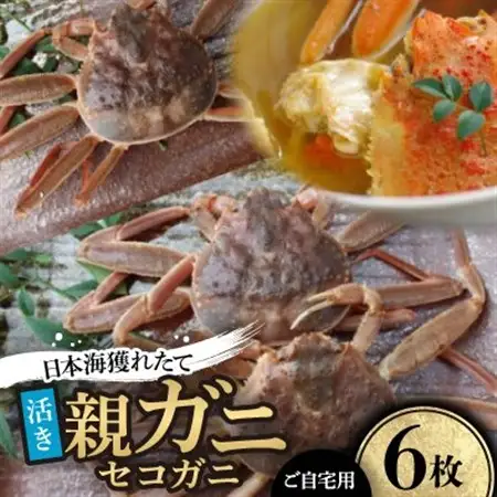 【先行予約】【活き】日本海獲れたて親ガニ(セコガニ)6枚　※11月中旬から順次発送【配送不可地域：離島・北海道・沖縄県】【1536859】
