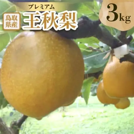 プレミアム王秋梨　3kg【配送不可地域：離島・北海道・沖縄県】【1593366】