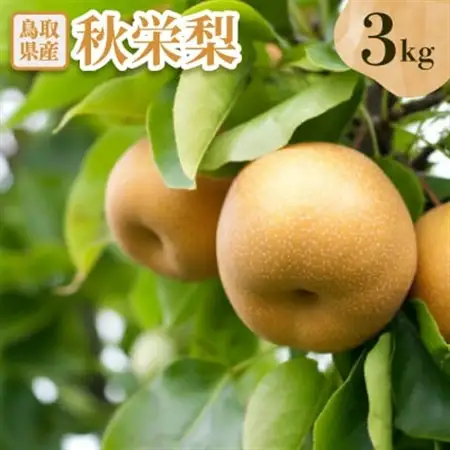 秋栄梨　3kg【配送不可地域：離島・北海道・沖縄県】【1593375】