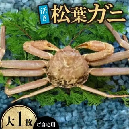【先行予約】【活き】ご自宅用松葉ガニ　大　1枚(800～940g前後)　※11月中旬から順次発送【配送不可地域：離島・北海道・沖縄県】【1596406】