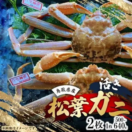 【先行予約】【活き】タグ付き松葉ガニ　中2枚(500～640g前後/枚)　※11月中旬から順次発送【配送不可地域：離島・北海道・沖縄県】【1596415】