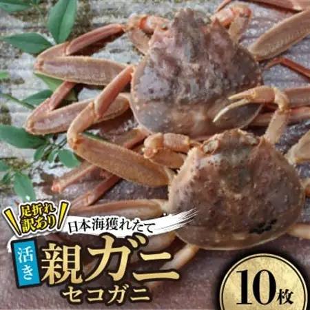 【先行予約】【活き】訳あり足折れ日本海産親ガニ(セコガニ)　10枚　※11月中旬から順次発送【配送不可地域：離島・北海道・沖縄県】【1596421】