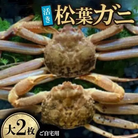 【先行予約】【活き】ご自宅用　松葉ガニ　大　2枚(1枚800～940g前後)※11月中旬から順次発送【配送不可地域：離島・北海道・沖縄県】【1596424】