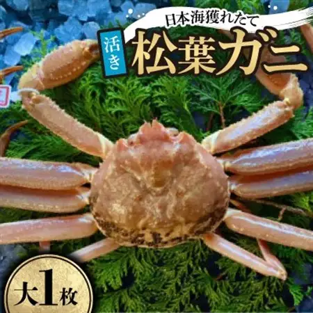 【先行予約】【活き】タグ付き松葉ガニ　大1枚(800～940g前後)　※11月中旬から順次発送【配送不可地域：離島・北海道・沖縄県】【1596430】