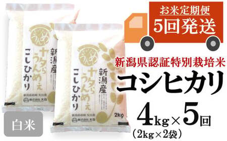 【令和7年産米・5ヶ月定期便】コシヒカリ 白米 4kg（2kg×2袋）×5回（計 20kg）ヤタらうんめぇお米 水田環境鑑定士在籍[Y0506]