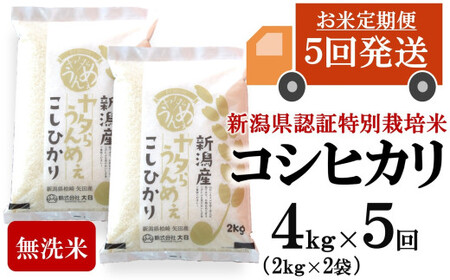 【令和7年産米・5ヶ月定期便】コシヒカリ 無洗米 4kg（2kg×2袋）×5回（計 20kg）ヤタらうんめぇお米 水田環境鑑定士在籍[Y0507]