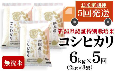 【令和7年産米・5ヶ月定期便】コシヒカリ 無洗米 6kg（2kg×3袋）×5回（計 30kg）ヤタらうんめぇお米 水田環境鑑定士在籍[Y0509]