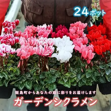 ガーデンシクラメン　色・品種おまかせ　24ポット【1602449】