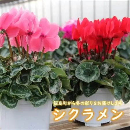 シクラメン　色・品種おまかせ　5号鉢×2鉢セット【1602462】