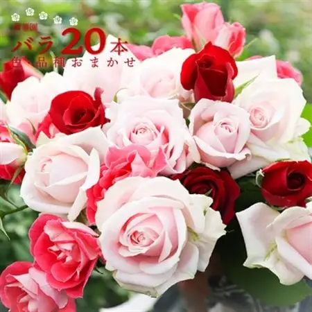 萬華園のバラ　赤入り　約20本【配送不可地域：離島・北海道・沖縄県・中国・四国・九州】【1602997】