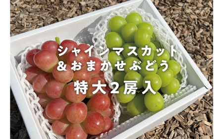 シャインマスカット 岡山県産 シャインマスカット&おまかせぶどう特大2房計1.3kg～ 【KF-B022-02】