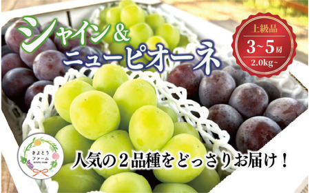 シャインマスカット 岡山県産 シャインマスカットとニューピオーネのセット3-5房計2.0kg～ 【KF-B070-03】