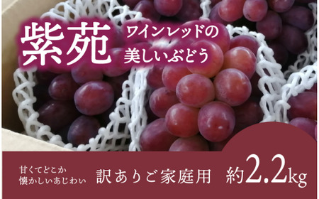 訳あり ぶどう 岡山県産 ご家庭用ぶどう紫苑(しえん)約2.2kg 【KF-B085-03】