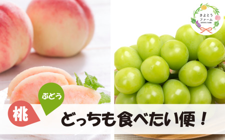 旬採り桃とシャインマスカットどっちも食べたい便！２回便(定期便) (岡山県産)【KF-T012-04】