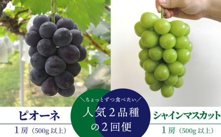 ちょっとずつ食べたい！ピオーネとシャインマスカットの１房お試し２回便！ (定期便)(岡山県産)【KF-T042-02】